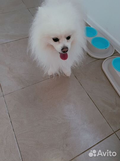 Собака в добрые руки отдам бесплатно