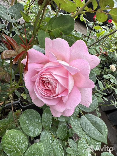 Саженцы роз