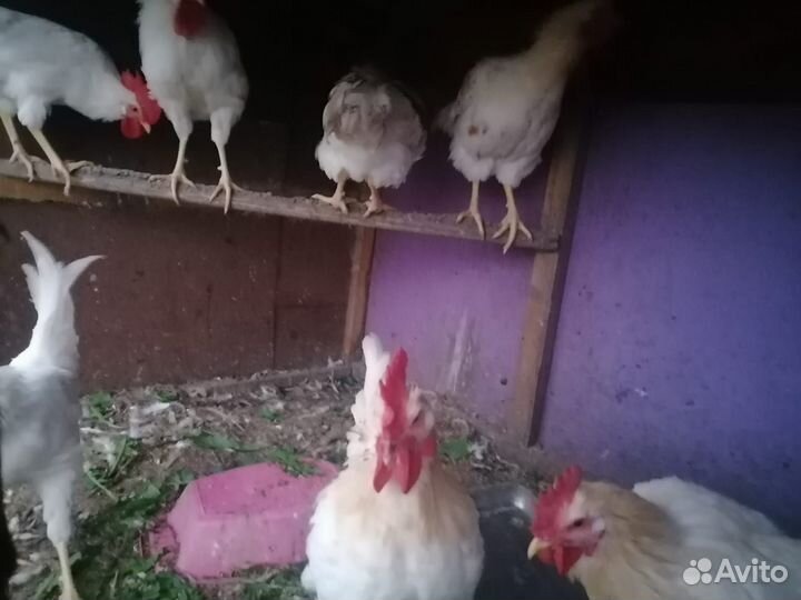 Два цыпленка В Добрый курятник