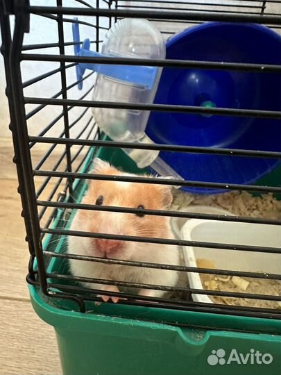 Сирийский хомяк девочка