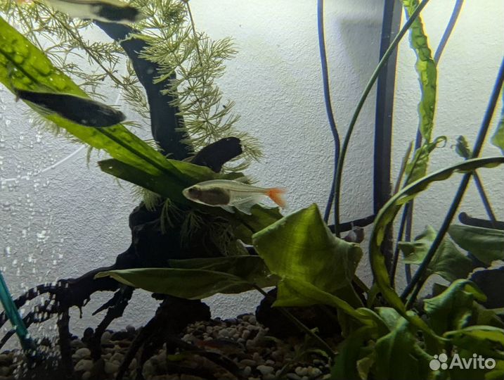 Тетра, акулий балу, цихлазома, наннакара