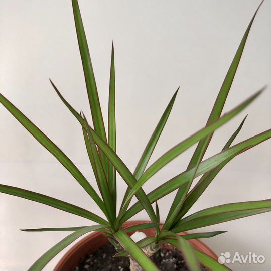 Драцена окаймленная (Basic green)