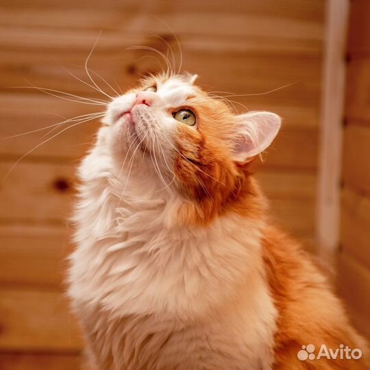 Кот Рыжик в поисках дома