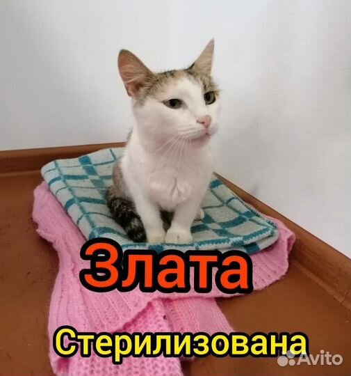 Кошечка в добрые руки