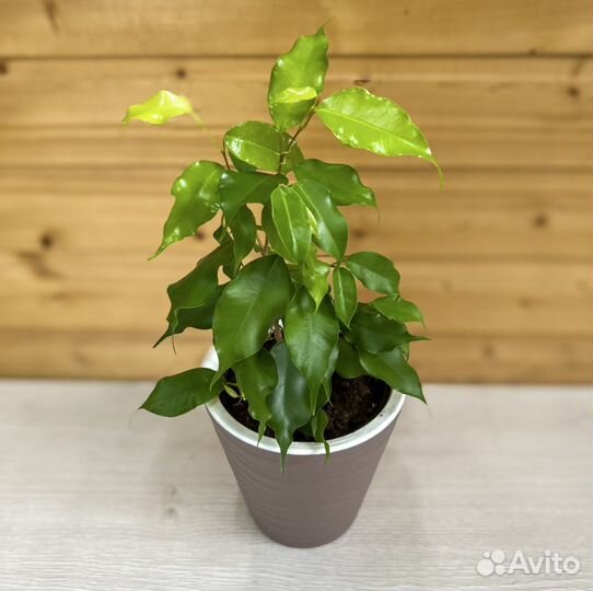 Фикус бенджамина