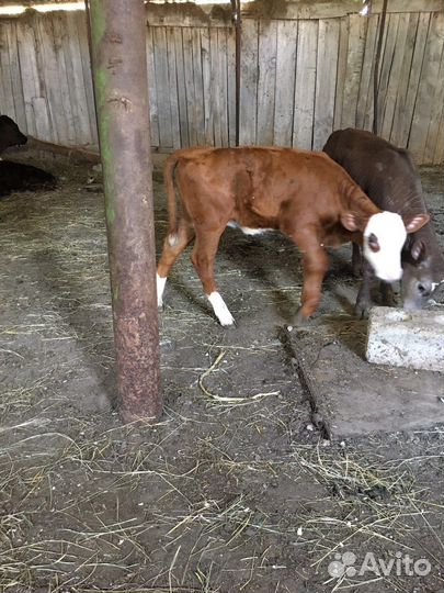 Телята подсосные