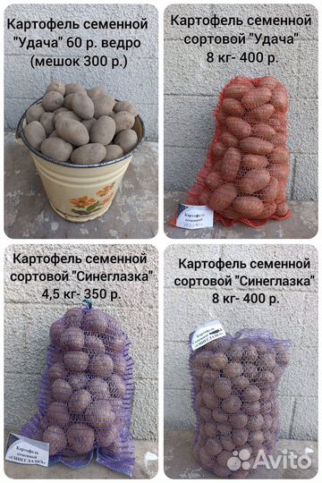 Картофель семенной