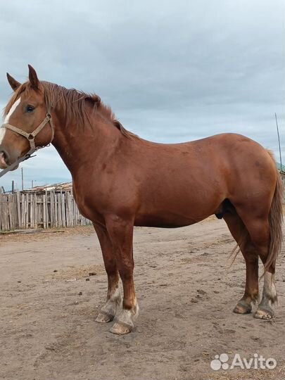 Русский тяжеловоз