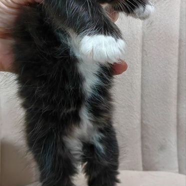 Карельский бобтейл котёнок