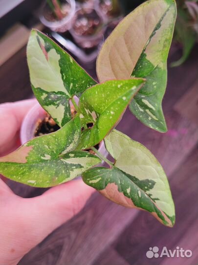 Сингониум Red Spot Tricolor