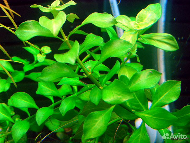 Аквариумные растения