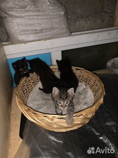 Котята в добрые руки