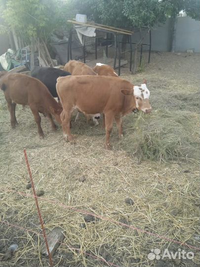 Телята 5 мес