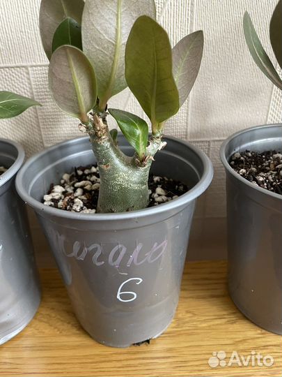 Адениум арабикум