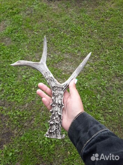 Продам рог косули