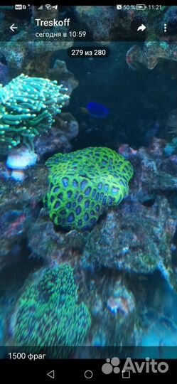 Фавия Инферно