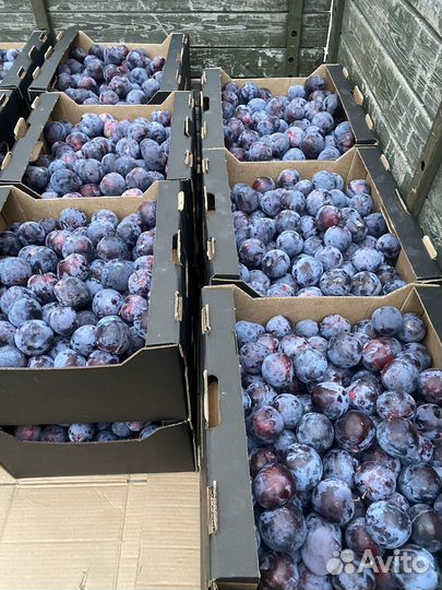 Слива Анжелина