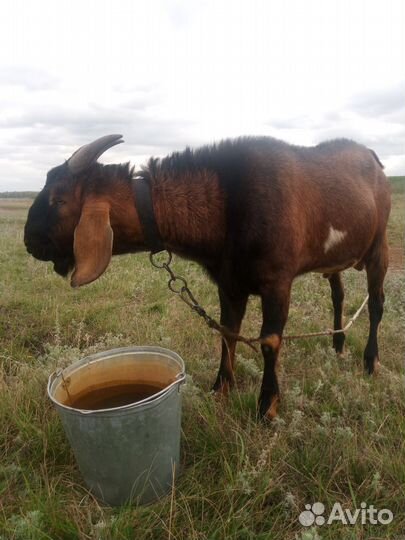 Нубийский козел, козочка