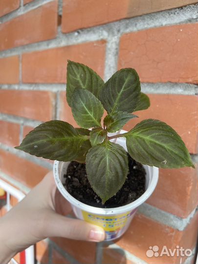 Бальзамин ванька мокрый