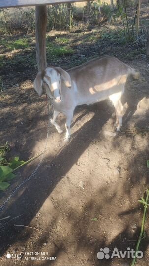 Продаются козы