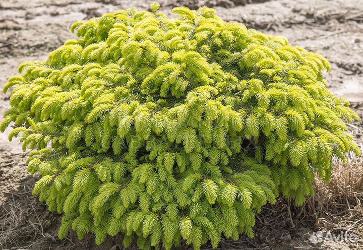 Ель Нидиформис С3 20см