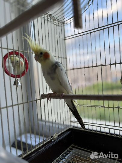 Попугай корелла