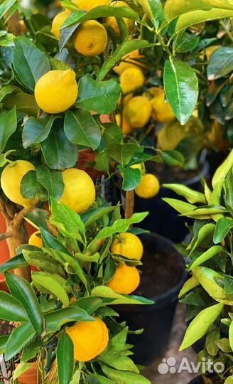 Саженцы цитрусовых