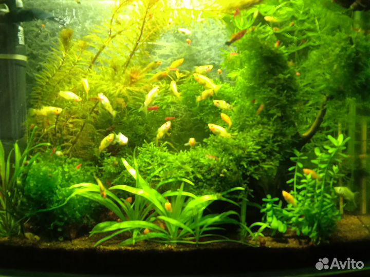 Аквариумные рыбки и растения