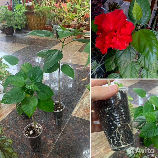 Комнатные цветы
