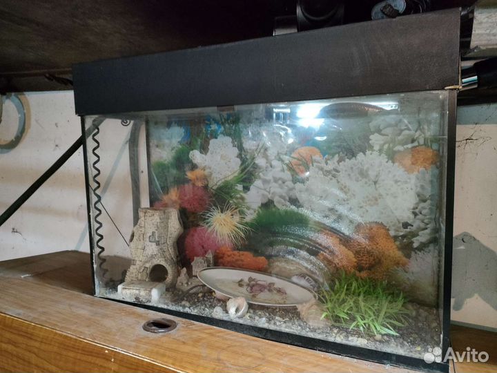 Аквариум