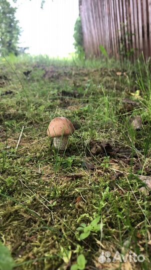 Свежие грибы