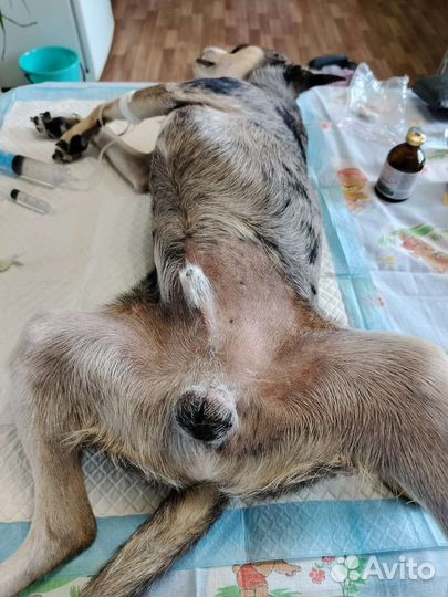 Ветеринарный врач на дом