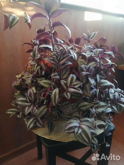 Комнатные растения