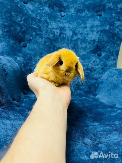 Кролики мини ручные. Большой выбор