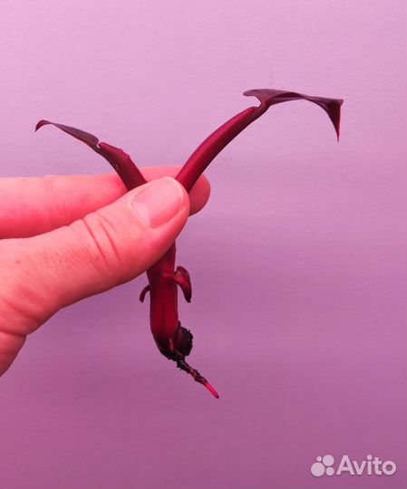 Филодендрон Оранжевая принцесса