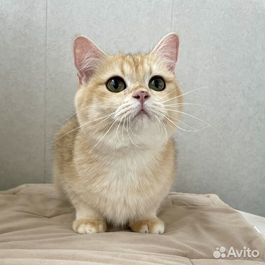 Британский золотой котенок - девочка