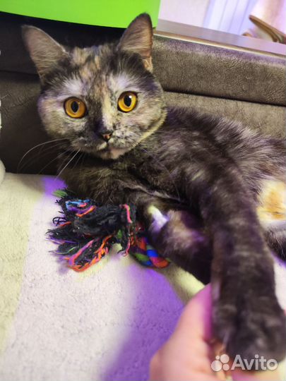 Кошка ищет дом
