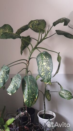 Диффенбахия