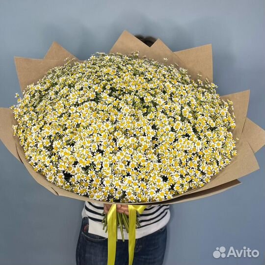 Ромашки оптом