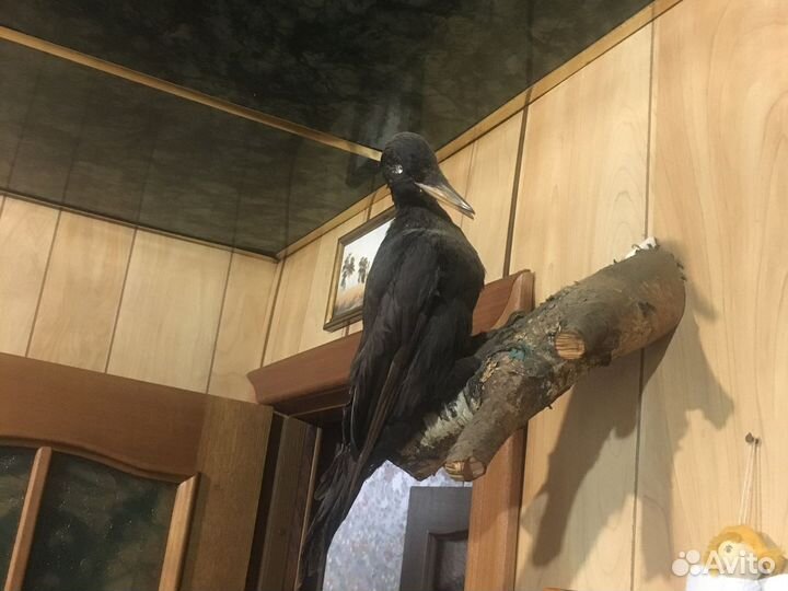 Чучело птиц