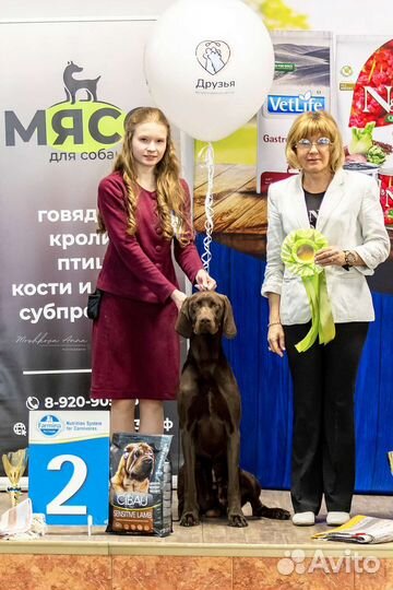 Услуги Хендлера