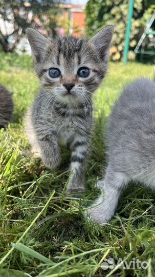 Котята 1,5 месяца