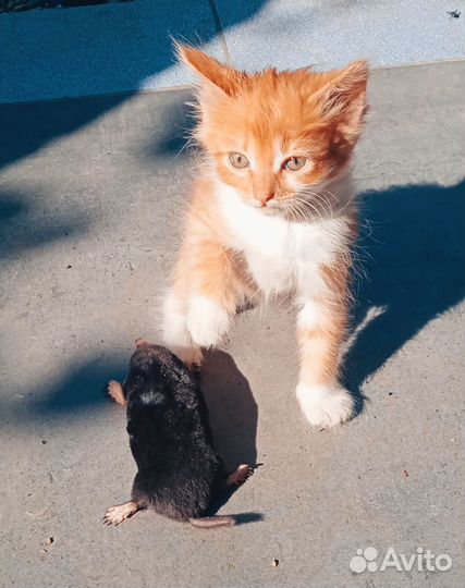 Котята в добрые руки