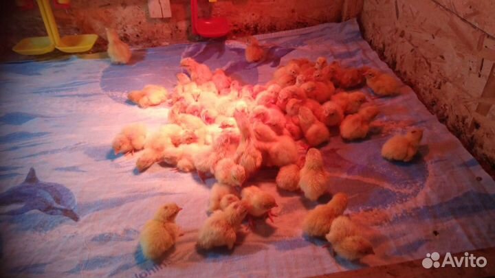 Яйца перепелиные, тушка, цыплята