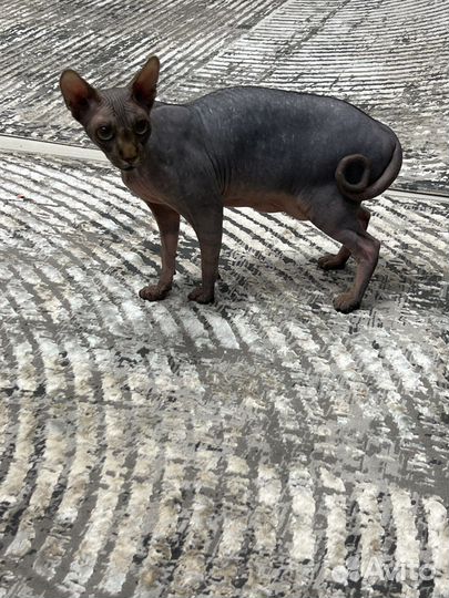 Передержка собак, кошек, грызунов, птиц