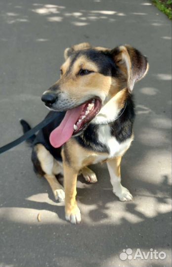 Собака в добрые руки отдам бесплатно