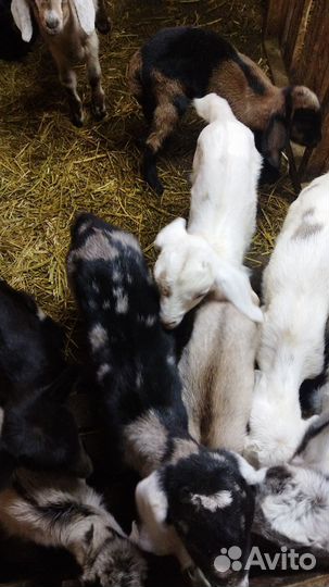 Нубийские козлики зааненские