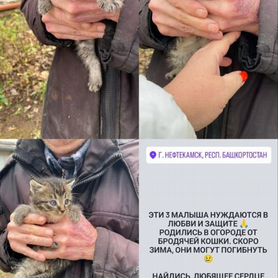 Котята в добрые руки бесплатно