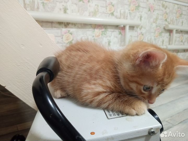 Котëнок (мальчик)