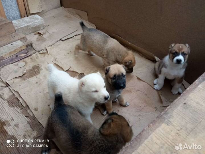 Отдам в добрые руки